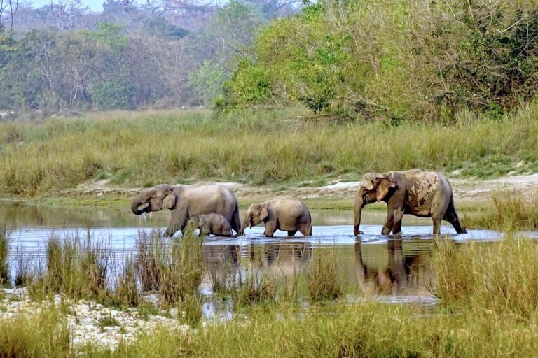 Bardiya Jungle Safari Tour
