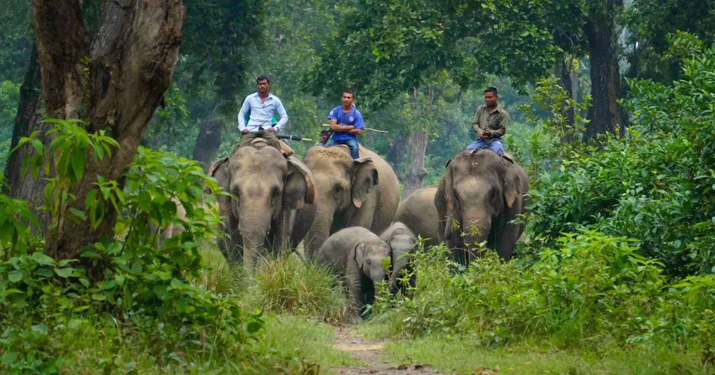 Chitwan Elephant Safari Tour