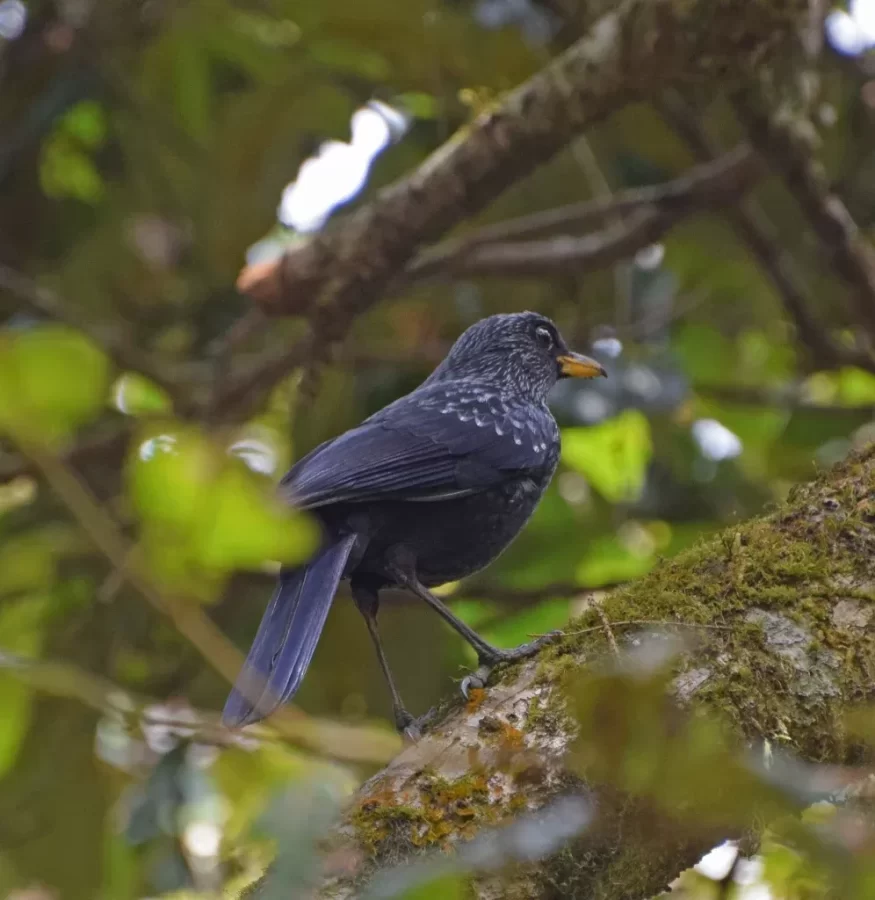 Bird whistling thursh at Godavari Botanical Garden - Bird watching in Kathmandu