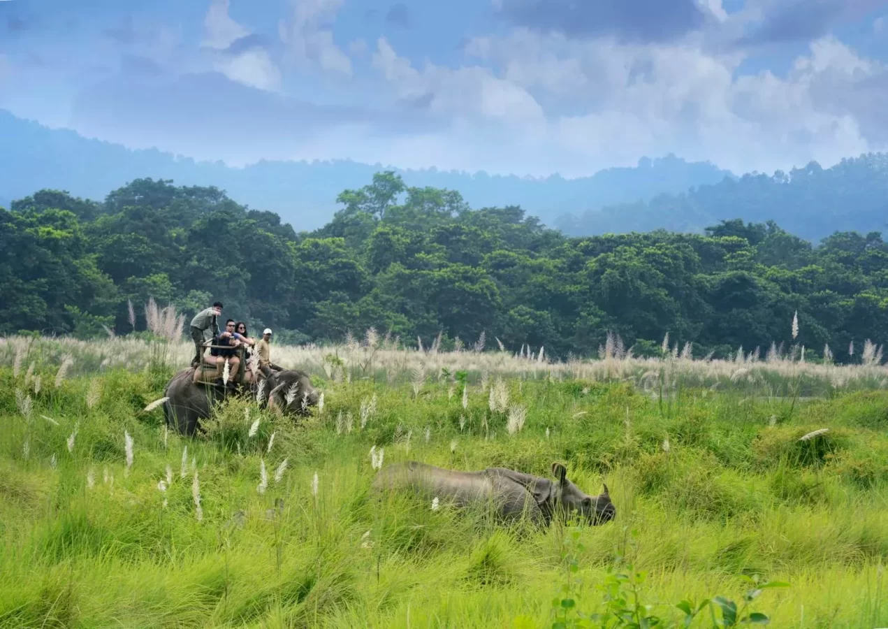 Elephant ride with Rhino in Chitwan Jungle Safari Tour
