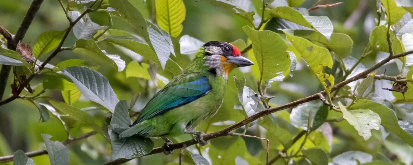 Golden Throated at Shivapuri National Park - Bird watching in Nepal