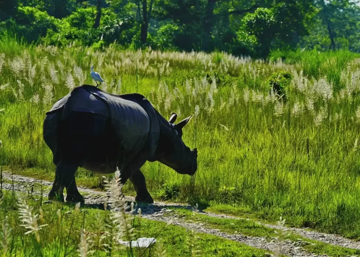 Nepal Photography Tour - Rhino in Sauraha